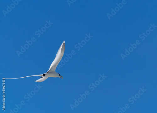 The white-tailed tropical bird (Phaethon lepturus) flying over Seychelles