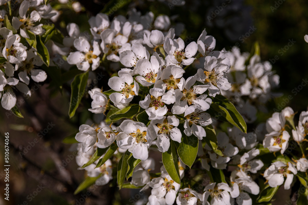 Spring flowering pear tree with many white flowers Spring flowering pear tree with many white flowers