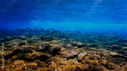 Fototapeta Naklejka Na Ścianę i Meble -  Underwater art - Schools of fish in rays of sunlight. From a scuba dive in the sea.