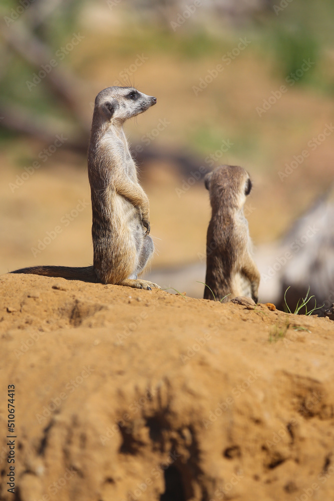 Two meerkats (Suricata suricatta) in the sand Two meerkats (Suricata suricatta) in the sand
