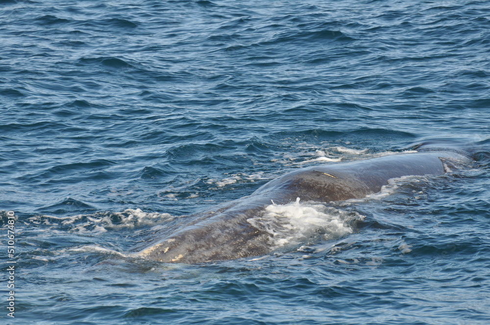 Obraz premium Norway landscape - nature and life