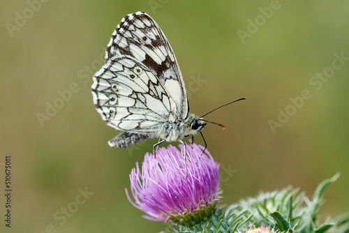 Ventral view of a male Marbled white butterfly (Melanargia galathea) on purple wild flower