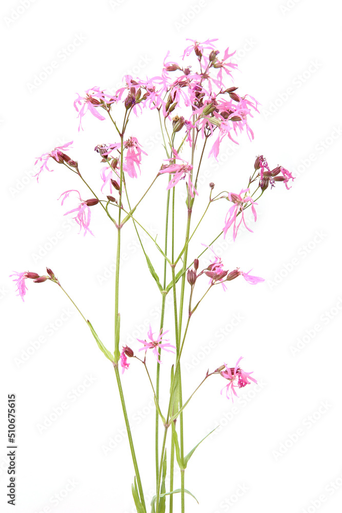 Wild meadow flower pink Cornflower isolated white background. Centaurea cyanus, commonly known as cornflower or bachelor's button.