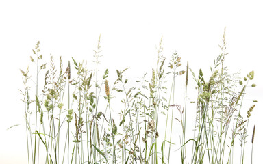 Bent grasses spikelet flowers wild meadow plants isolated on white background. Abstract fresh wild grass flowers, herbs.