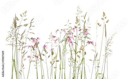 Bent grasses and wild meadow pink cornflowers isolated on white background. Abstract fresh wild grass flowers, herbs.