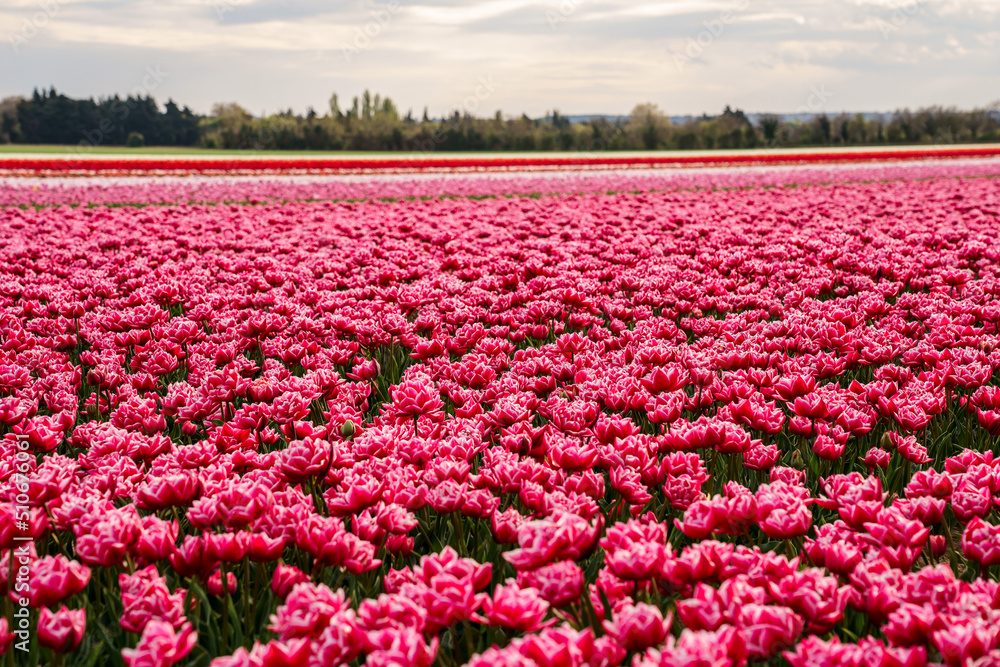 Champ de tulipes en Provence au printemps. Coucher de soleil. Ciel nuageux.