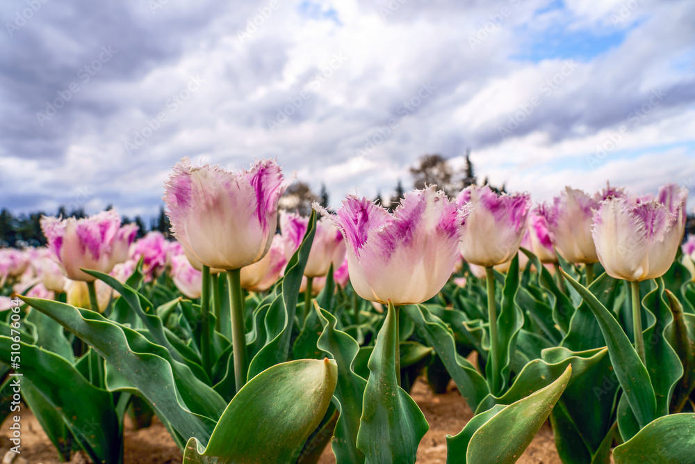 Tulipes sur le champ gros plan. Ciel nuageux.