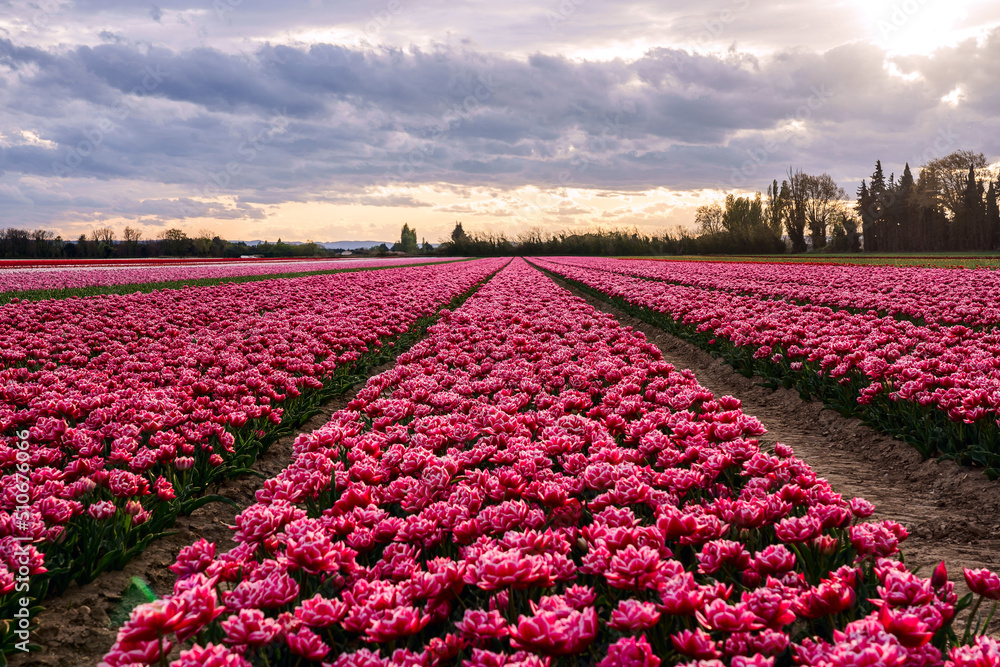 Champ de tulipes en Provence au printemps. Coucher de soleil. Ciel nuageux.