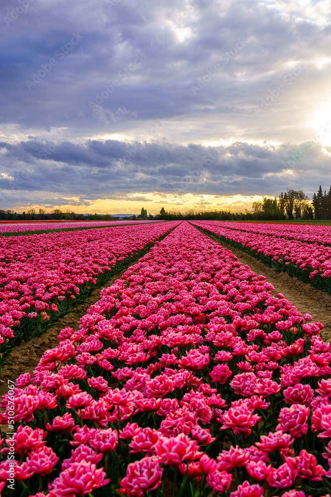 Champ de tulipes roses en Provence au printemps. Coucher de soleil. Ciel nuageux. Photo verticale.