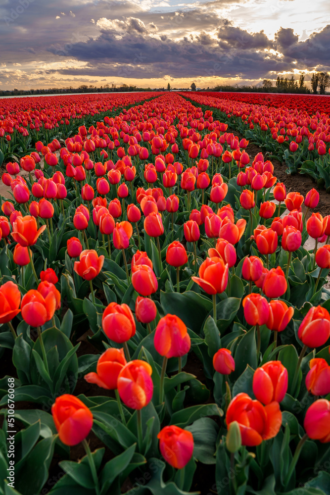 Champ de tulipes rouges en Provence au printemps. Coucher de soleil. Ciel nuageux.