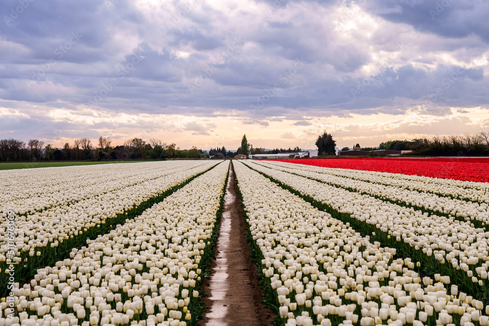 Champ de tulipes en Provence au printemps. Coucher de soleil. Ciel nuageux.