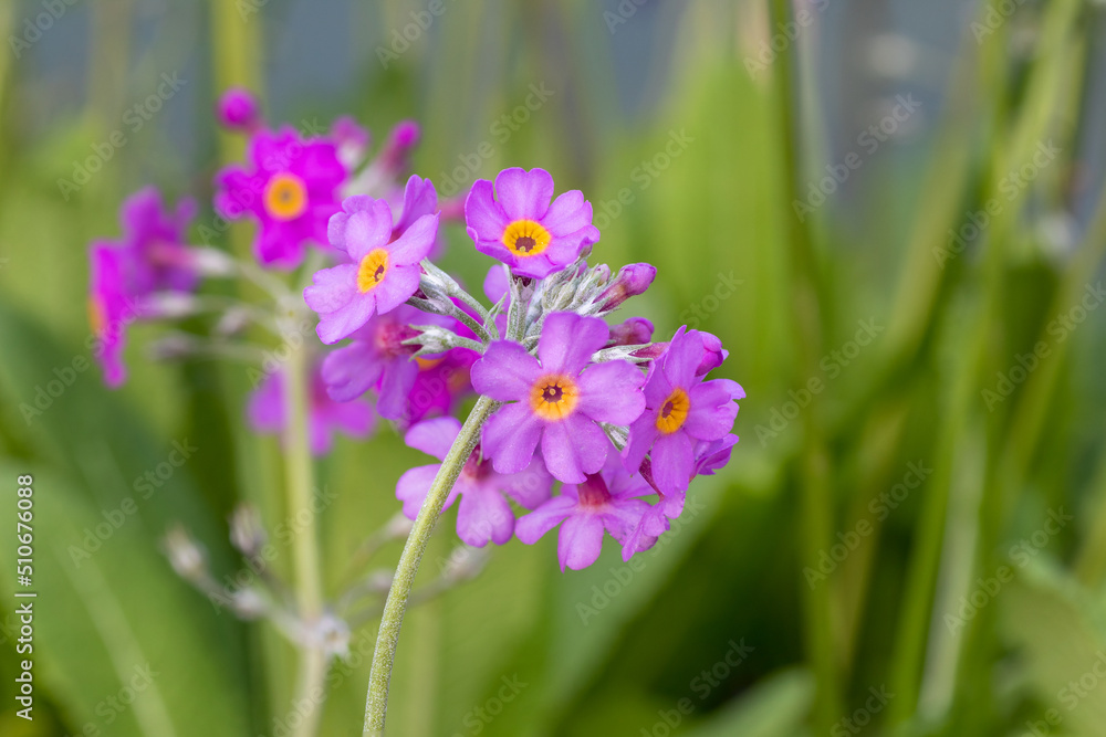 Fototapeta premium Candelabra primula (Primula beesiana) perennial evergreen