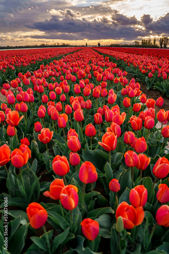 Obraz na płótnie Champ de tulipes rouges en Provence au printemps. Coucher de soleil. Ciel nuageux. w salonie