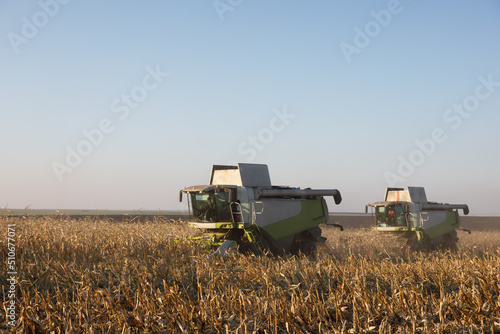 Combine harvester harvest corn field. Image of the agricultural industry.