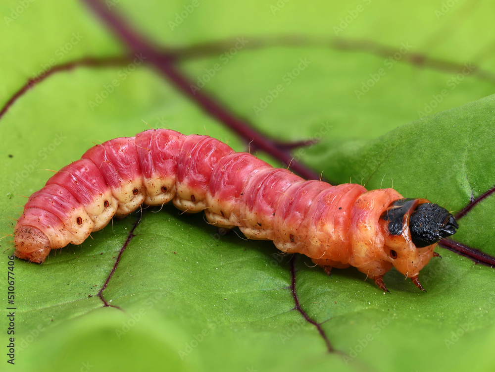 Cossus cossus caterpillar on leaf, close up of a big red goat moth caterpillar from the family cossidae Cossus cossus caterpillar on leaf, close up of a big red goat moth caterpillar from the family cossidae