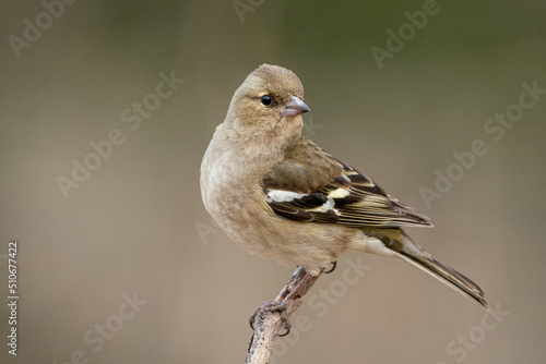 Common chaffinch female
