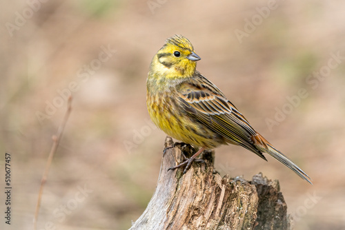 yellowhammer on the branch