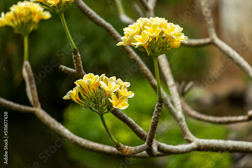 Blooming exotic tree with yellow flowers. Bali.