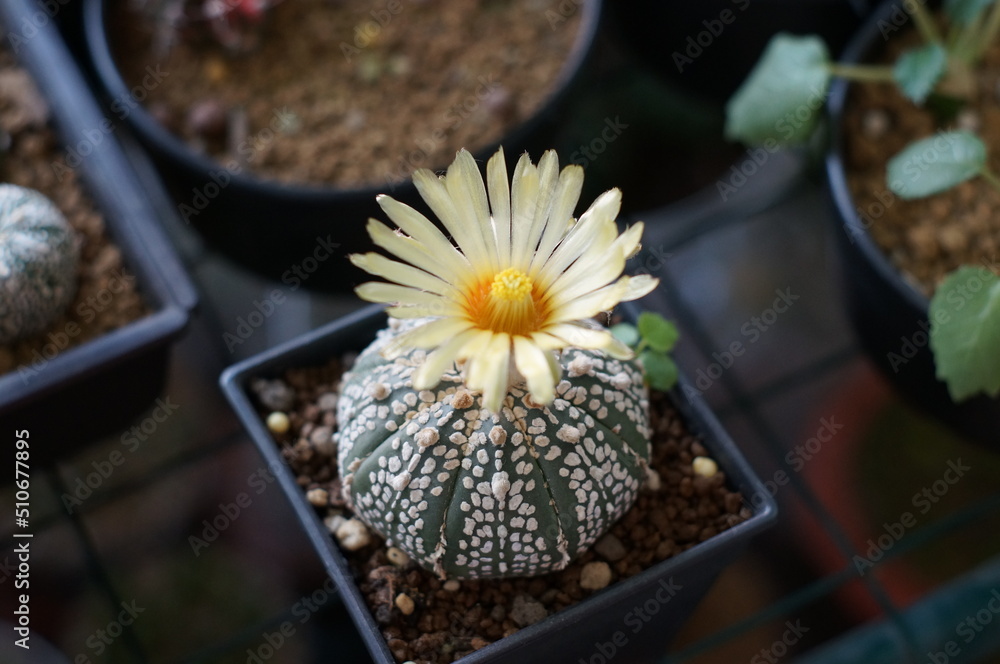 cactus in a pot cactus in a pot