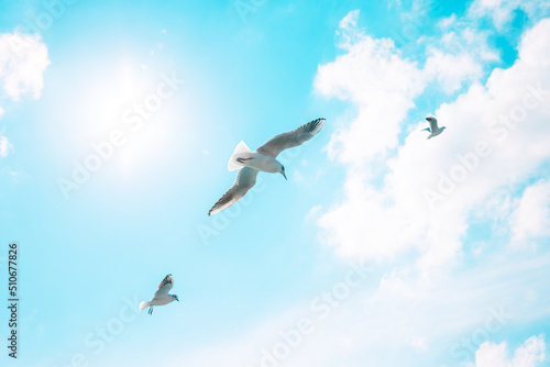 Seagulls on the cloudy sky. Freedom or friendship concept