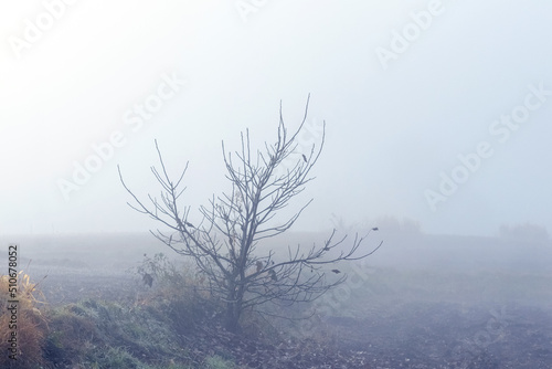 Autumn landscape with a lone tree in a field during heavy fog. Fog in the garden in autumn