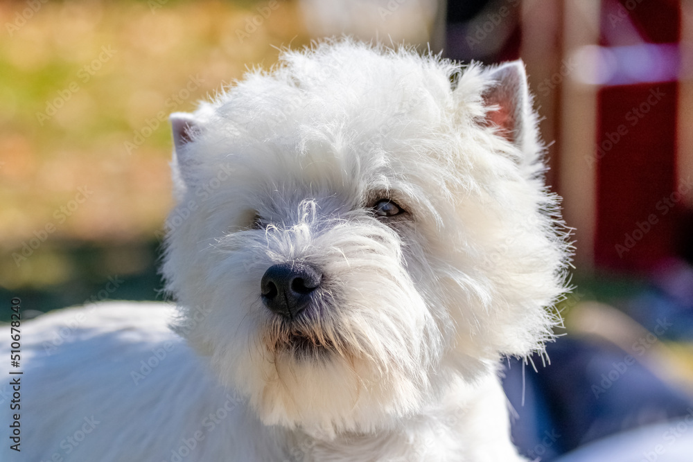 Dog breed west highland white terrier close up outside in sunny weather Dog breed west highland white terrier close up outside in sunny weather