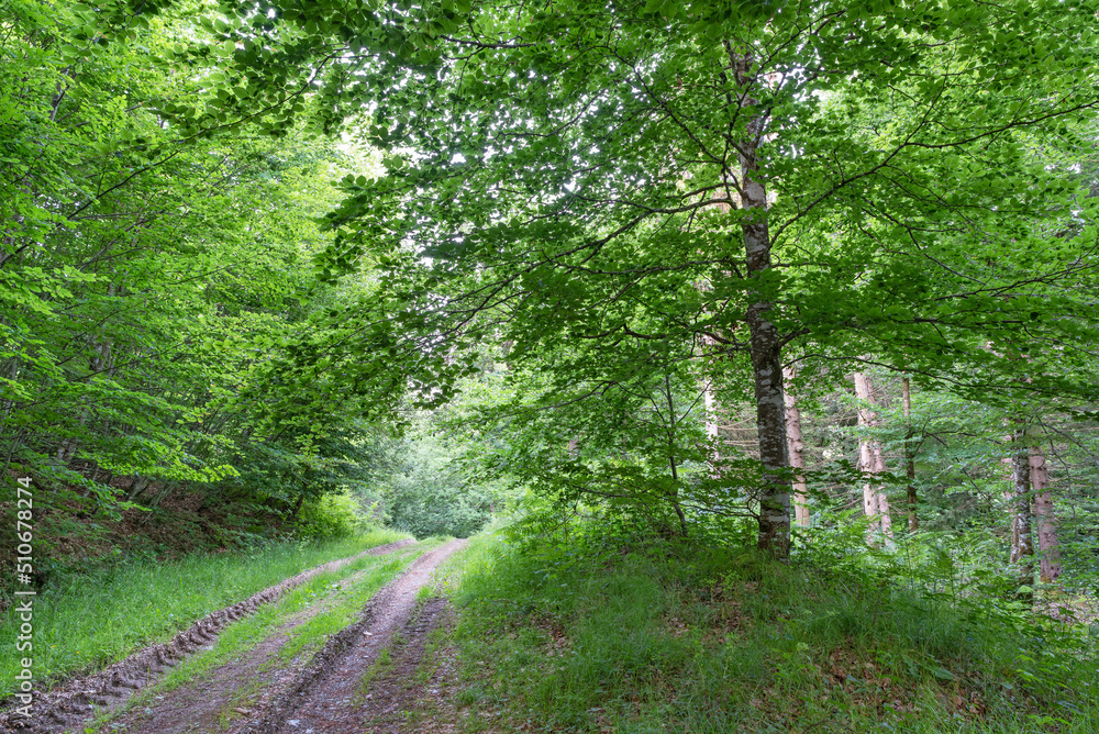 Fototapeta premium Forest road in lush forest. Navarrese Pyrenees