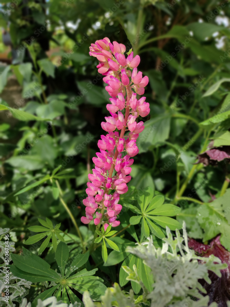 Lupinus polyphyllus Lupinus polyphyllus