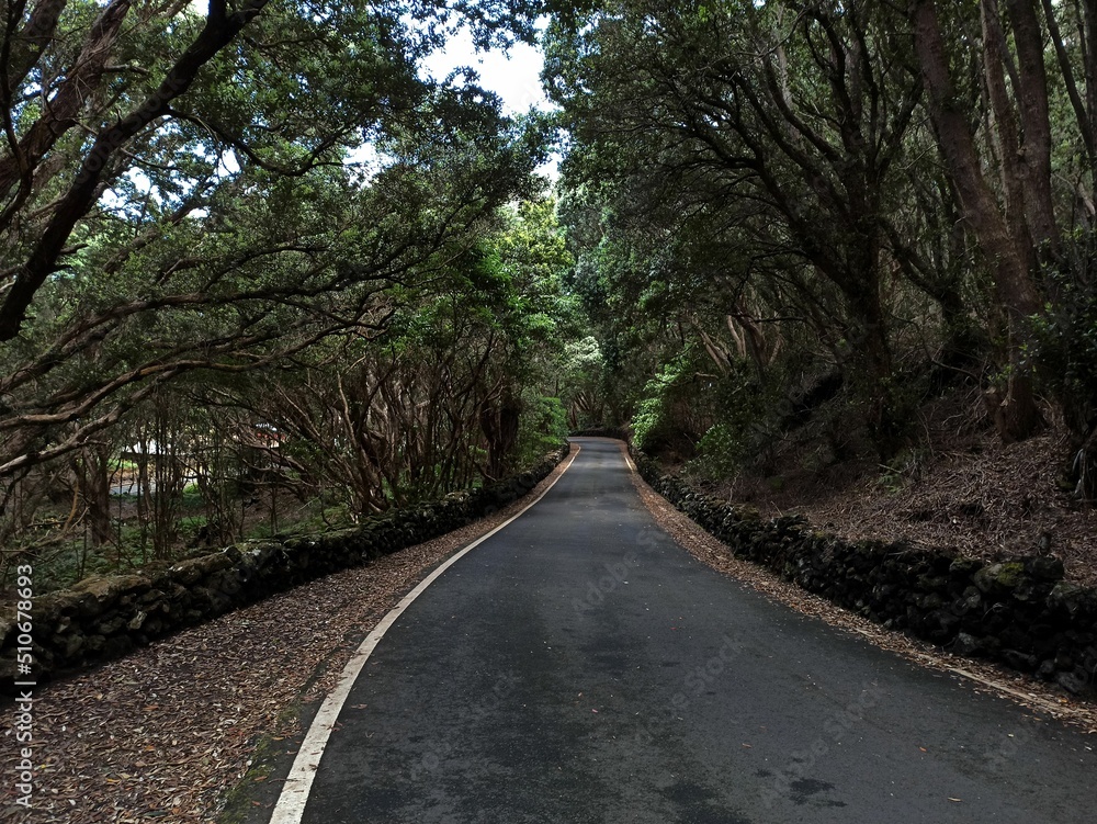 Views from Terceira Island towards the ocean through and through the vegetation