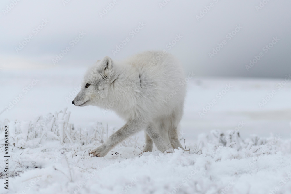  Wild arctic fox (Vulpes Lagopus) in tundra in winter time. White arctic fox.