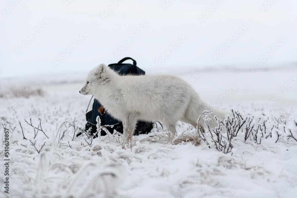 Naklejka premium Wild arctic fox and backpack in tundra. Arctic fox standing.