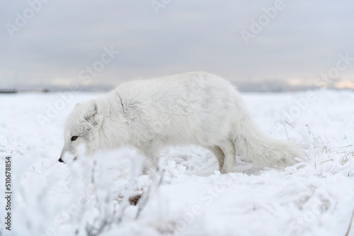  Wild arctic fox  Vulpes Lagopus  in tundra in winter time. White arctic fox.