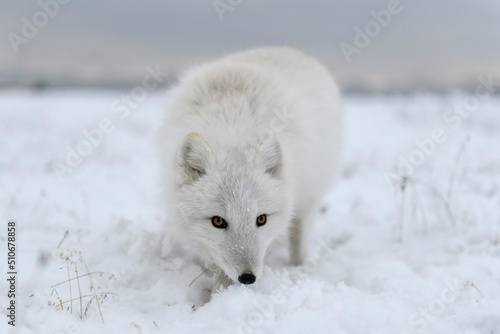 Wild arctic fox (Vulpes Lagopus) in tundra in winter time. White arctic fox close up. © Alexey Seafarer