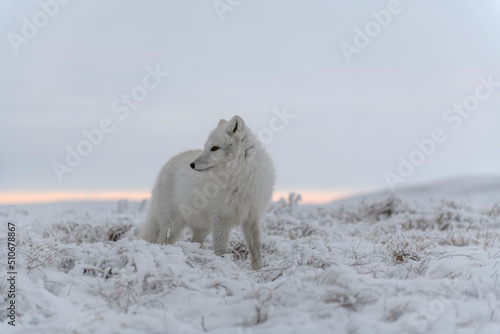  Wild arctic fox (Vulpes Lagopus) in tundra in winter time. White arctic fox.