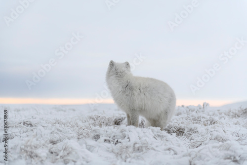  Wild arctic fox (Vulpes Lagopus) in tundra in winter time. White arctic fox.