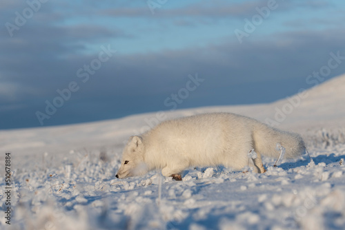 Arctic fox  Vulpes Lagopus  hidden in wilde tundra.