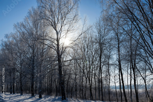 deciduous trees in winter after a snowfall © rsooll
