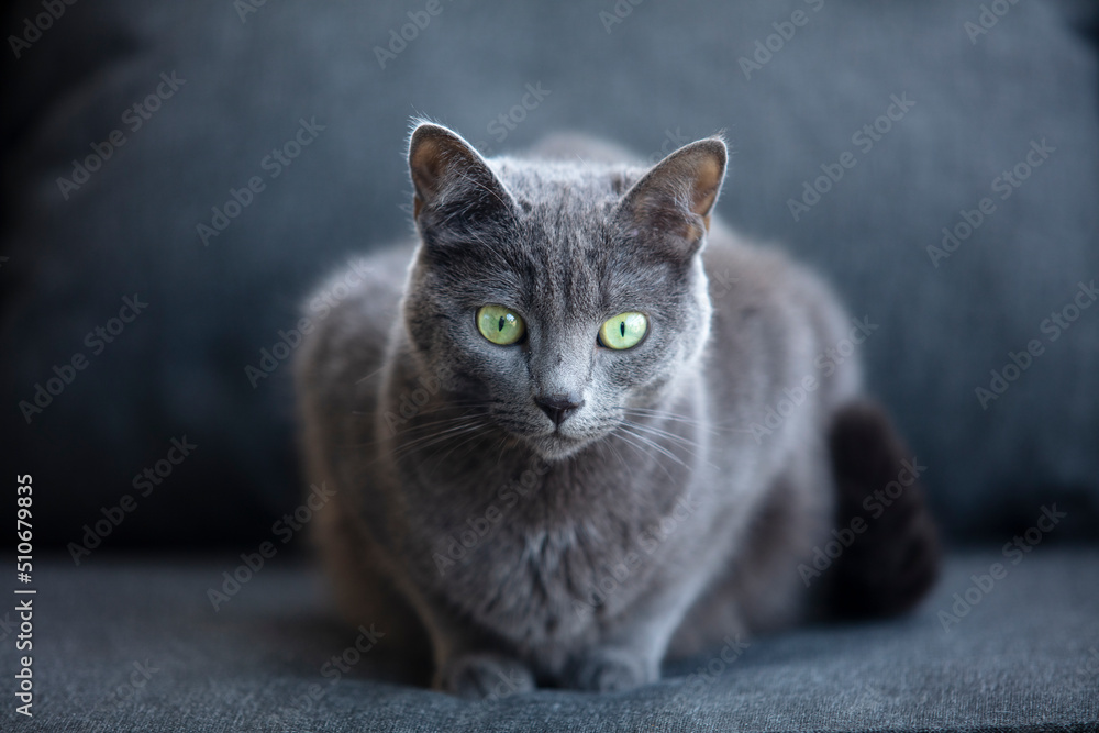 Chat domestique Chartreux  