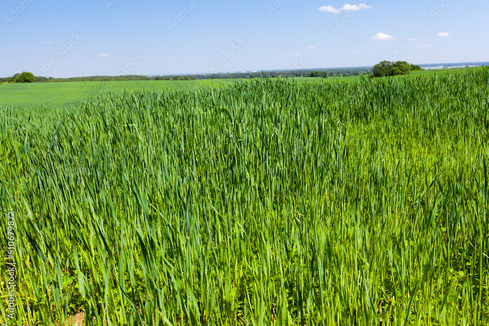 growing livestock feed green oats in a large field growing livestock feed green oats in a large field