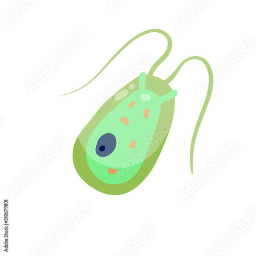 Fotografie Chlamydomonas plankton