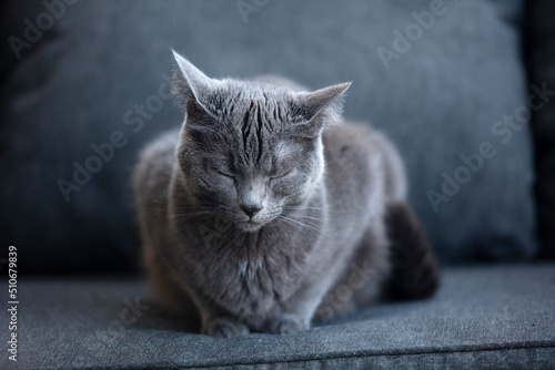 Chat domestique Chartreux 