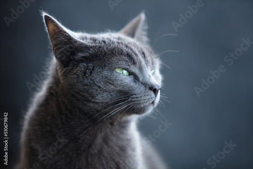 Photos Chat domestique Chartreux