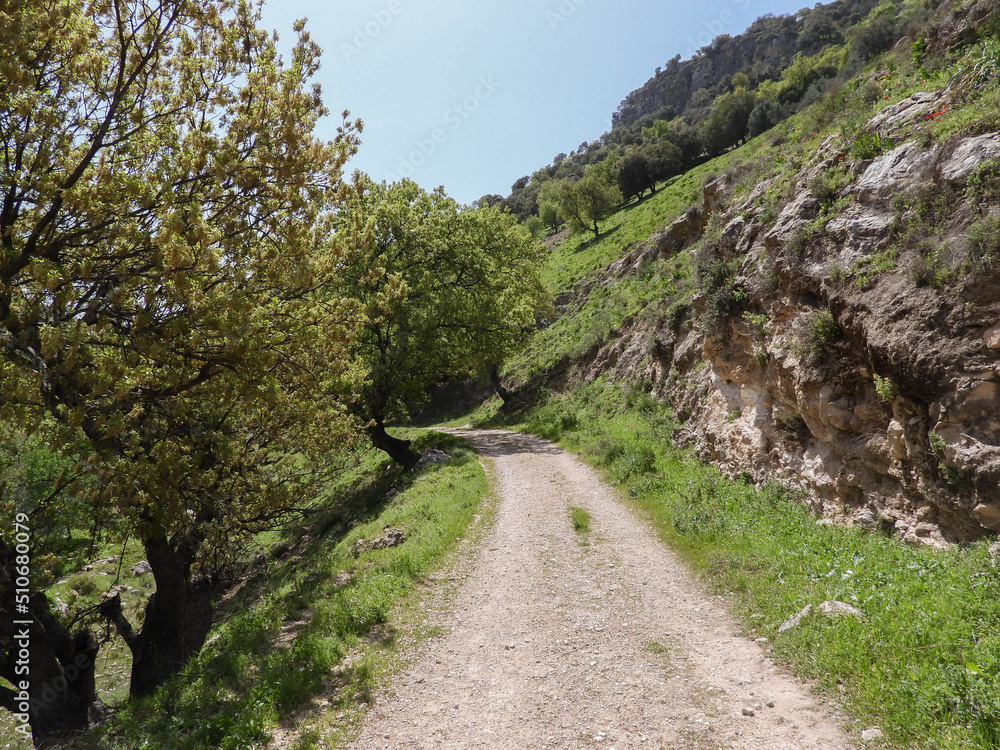 Natural path full of trees and plants : Ajloun, Jordan Natural path full of trees and plants : Ajloun, Jordan