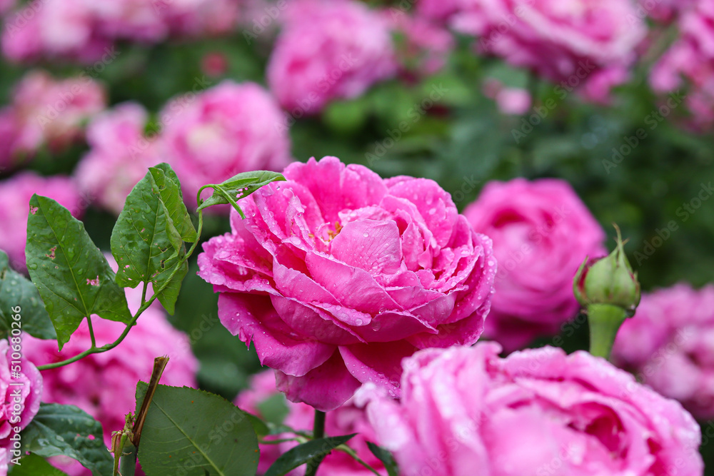 pink roses close up