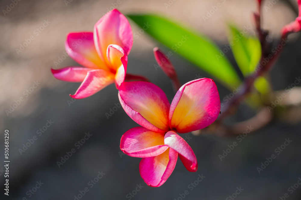 The flowers of the frangipani tree. The petals are pink and yellow. The sun shines down. blur background. The flowers of the frangipani tree. The petals are pink and yellow. The sun shines down. blur background.