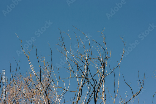 Withered tree branches against the blue summer sky.
