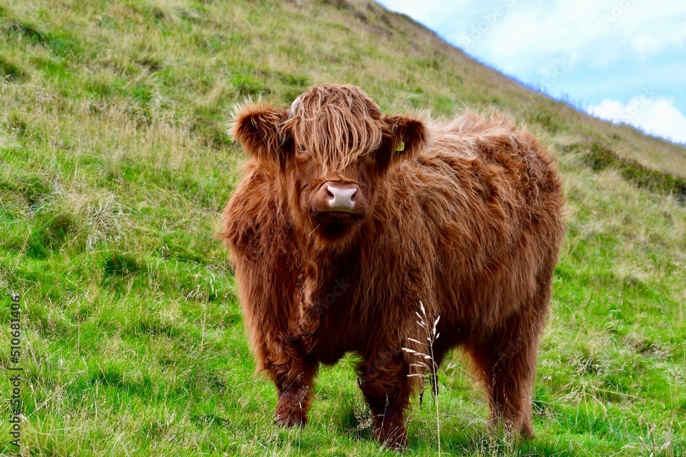 highland cow in edinburgh, scotland, uk highland cow in edinburgh, scotland, uk