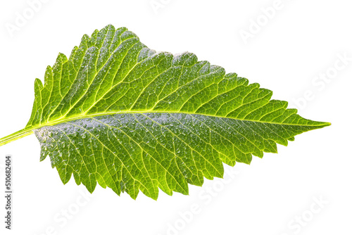 Large leaf close up with de...