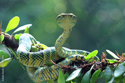 wagleri pit viper snakes, tropidolaemus wagleri photo
