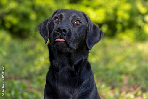 Labrador steekt tong uit © photoPepp